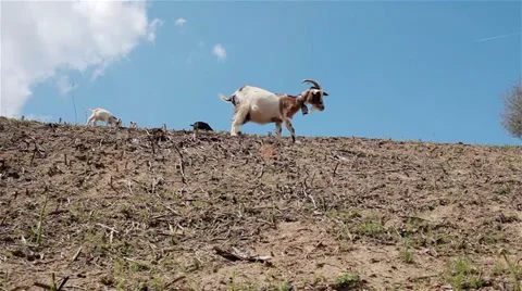 Funny Goats Stock Footage 38032272
