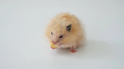 Funny golden brown hamster eats a piece of dry bread on white background Stockbeeldmateriaal 197371154