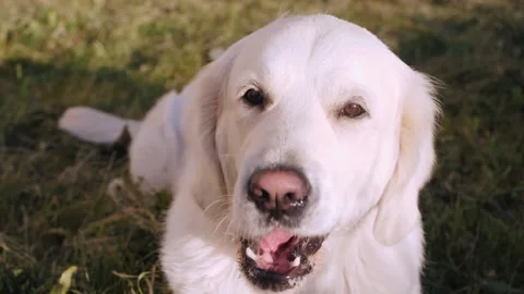 Funny golden retriever eats snack lying on grass in park Stock Footage 134224378