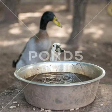 Funny goose drink water from a dirty basin trough Stock Photos