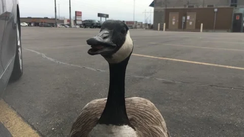 Funny Goose Talking  Video stock 171437483