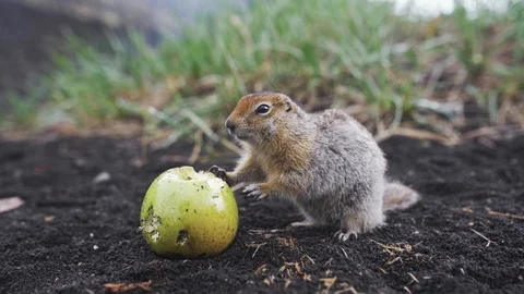 Funny gopher eating an apple. Kamchatka, Far East of Russia Stock Footage 116898776