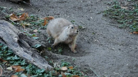 Funny gopher Stock Footage 94128264