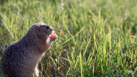 Funny gopher sits in the grass and nibbles or eats a carrot. Copy space Stock Footage 113952904