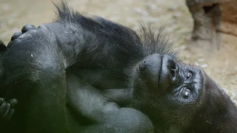 A funny gorilla rests lying on the sand. Stock Footage 203892769
