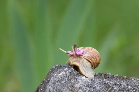 A funny grape snail eats a lilac flower.Snails in the wild. Stock Photos