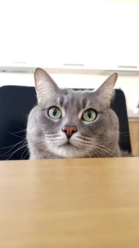 Funny gray cat with big green eyes curiously looks from side to side Video stock 303507101