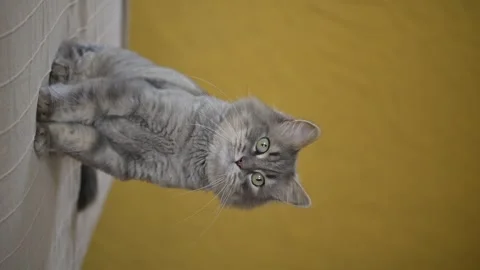 Funny gray cat catching line Stock Footage 269352341
