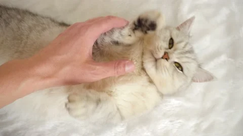 Funny gray cat. Stock Footage 172548430