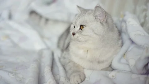 Funny gray cat. Stock Footage 172548854