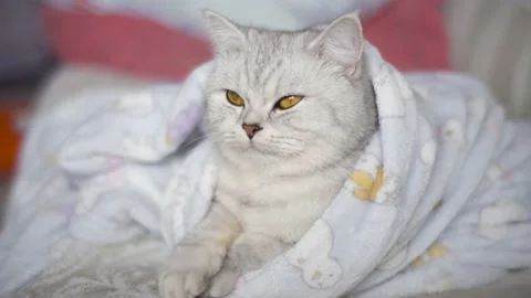 Funny gray cat. Stock Footage 172549017