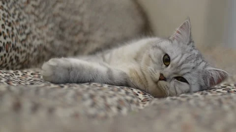 Funny gray cat. Stock Footage 181546515