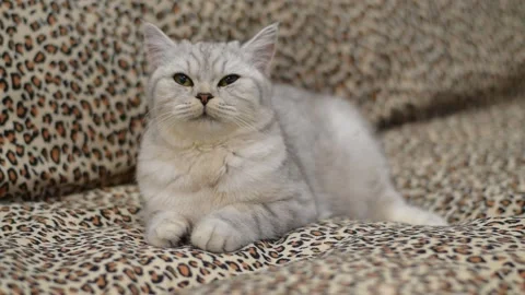 Funny gray cat. Stock Footage 181546540