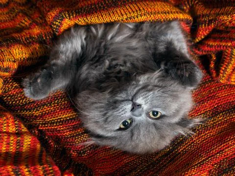 Funny gray cat lying in a red plaid knitted bright Stock Photos