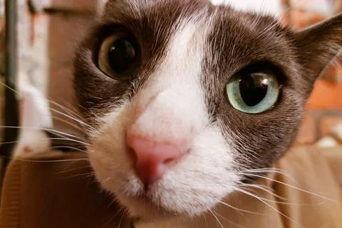 Funny gray cat. Muzzle close-up. He looks into the camera. Selective focus. Stock Photos