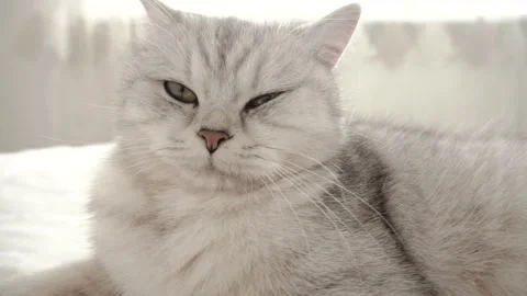 Funny gray cat playing with a ball Stock Footage 172545411