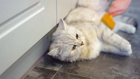 Funny gray cat playing with a ball Stock Footage 172545418