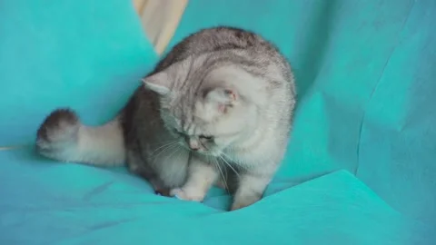 Funny gray cat playing with a ball Stock Footage 172549161