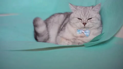 Funny gray cat playing with a ball Stock Footage 172549163