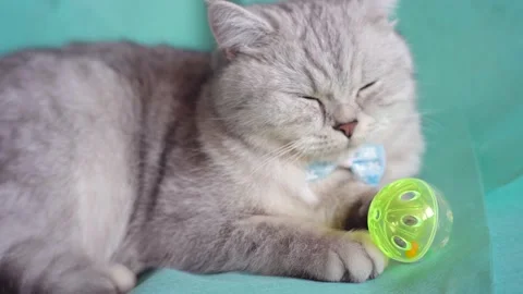 Funny gray cat playing with a ball Stock Footage 172549175