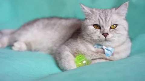 Funny gray cat playing with a ball Stock Footage 172549191