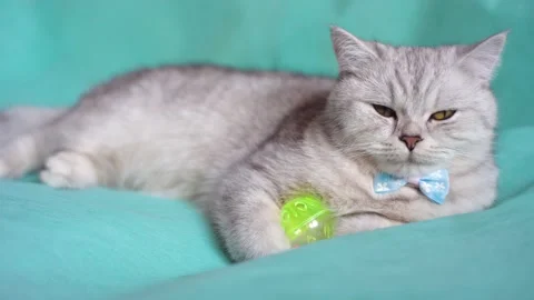 Funny gray cat playing with a ball Stock Footage 172549219