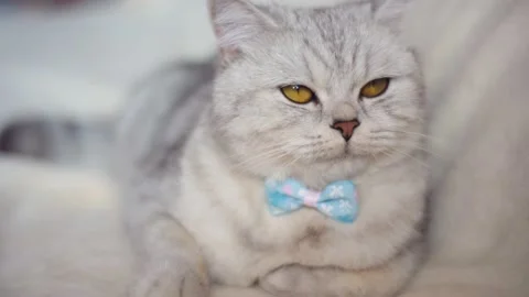 Funny gray cat playing with a ball Stock Footage 172549233