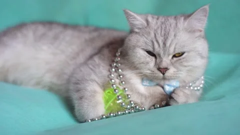 Funny gray cat playing with a ball Stock Footage 172549234