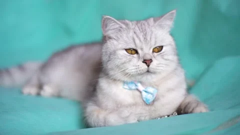 Funny gray cat playing with a ball Stock Footage 172549282