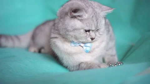 Funny gray cat playing with a ball Stock Footage 172549301