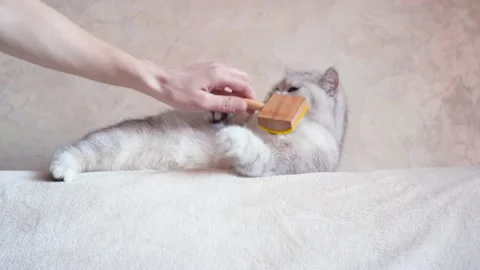 Funny gray cat playing with a ball Stock Footage 172549809