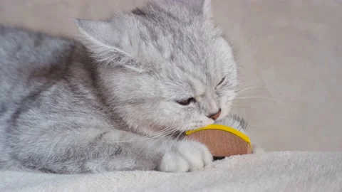 Funny gray cat playing with a ball Stock Footage 172549942