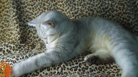 Funny gray cat playing with a ball. Stock Footage 181583252