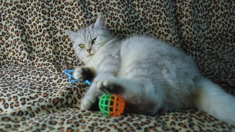 Funny gray cat playing with a ball. Stock Footage 181583518