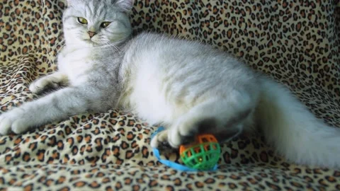Funny gray cat playing with a ball. Stock Footage 181584009