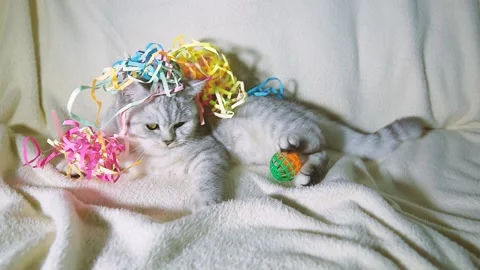 A funny gray cat is playing. Stock Footage 181585656