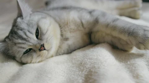 A funny gray cat is playing. Stock Footage 181588563