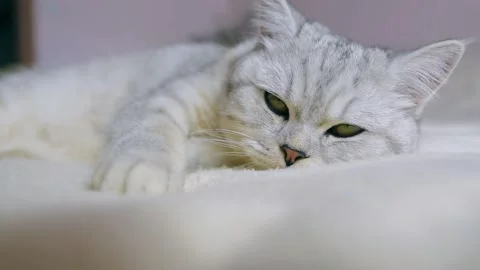 A funny gray cat is playing. Stock Footage 181592694