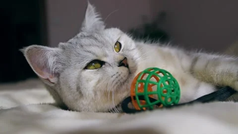 A funny gray cat is playing. Stock Footage 181593385