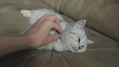 A funny gray cat is playing. Stock Footage 181593387