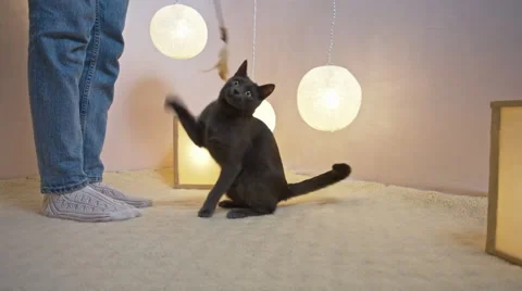 Funny gray cat playing with owner. Without human face Stock Footage 61202225
