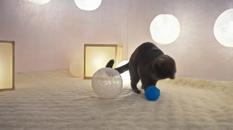 Funny gray cat playing with owner. Without human face Stock Footage 61203169