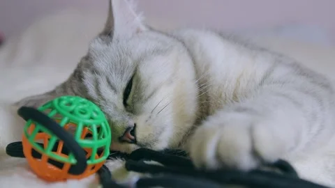 A funny gray cat is playing. A Scottish cat is lying on the sofa. Stock Footage 181592697