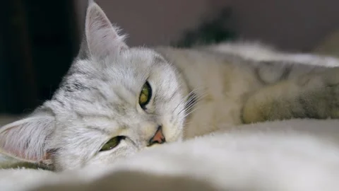 A funny gray cat is playing. A Scottish cat is lying on the sofa. Stock Footage 181593375