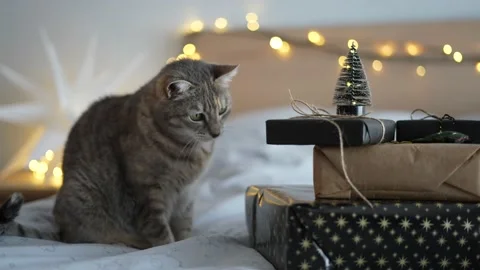 Funny gray cat sitting on the bed and looking at Christmas gifts, Christmas Stock Footage 163253390