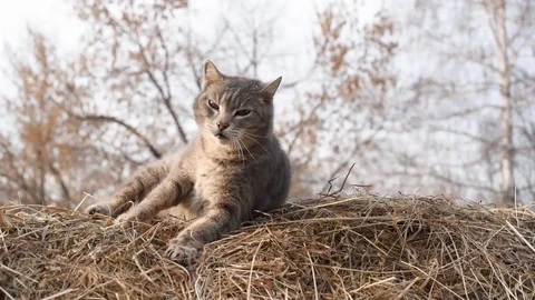 Funny gray cat sitting on straw in the winter in the village Stock Footage 104539998