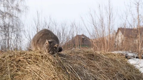 Funny gray cat sitting on straw in the winter in the village Stock Footage 104540006