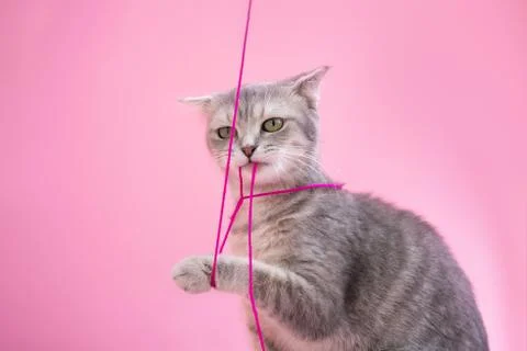 Funny gray cat tangled in threads on a pink background Stock Photos