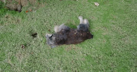 Funny gray dog lying down on the green grass. Stock Footage 241524714