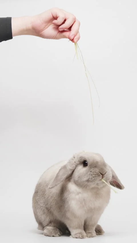 Funny gray dwarf rabbit standing on two hind legs, reaching up, eating hay fr Stock Footage 236713432